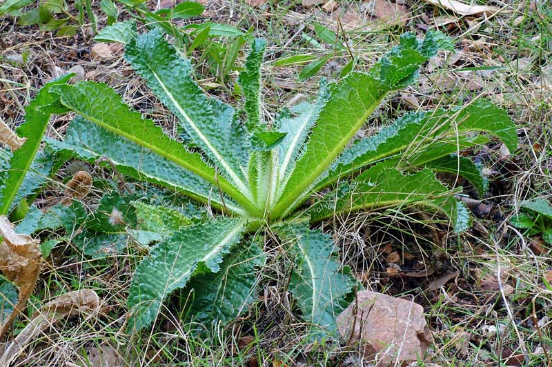 Dipsacus valsecchii / Scardaccione di Valsecchi